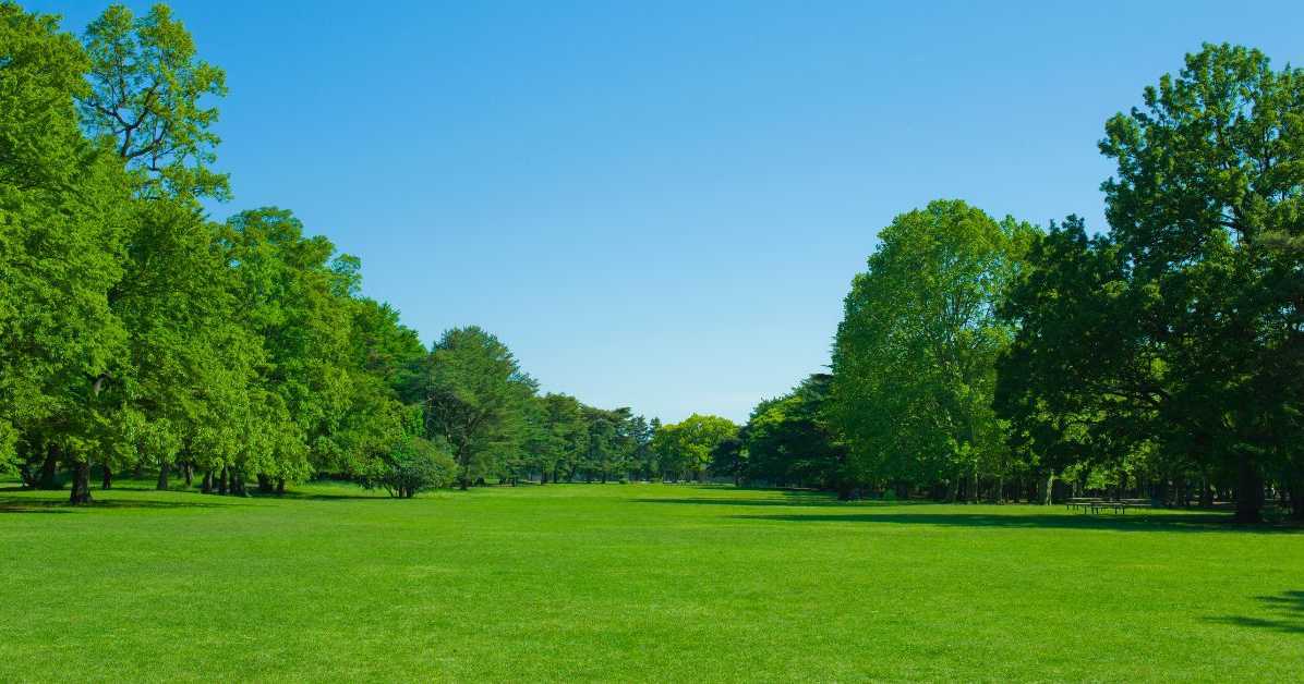 Plantar Grama no Jardim Oferece uma Série de Benefícios